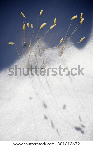 Blades of grass in the snow, Pyrenees, Huesca, Aragon, Spain.