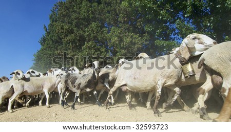 Herd of sheep moving in a way