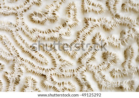 texture formed by the detail of a white coral