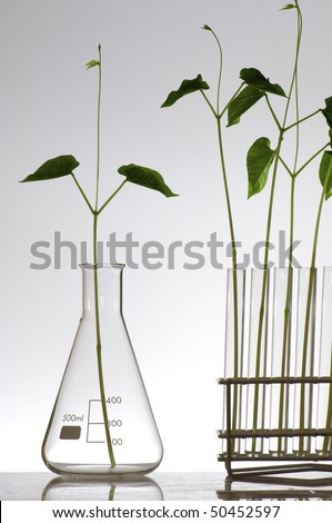 plant growing in a laboratory flasks with a white background