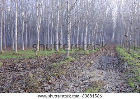 path through a forest on a cold winter morning