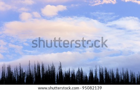 Forest and sky clouds in Cedar Breaks (National Monument), Utah, Usa