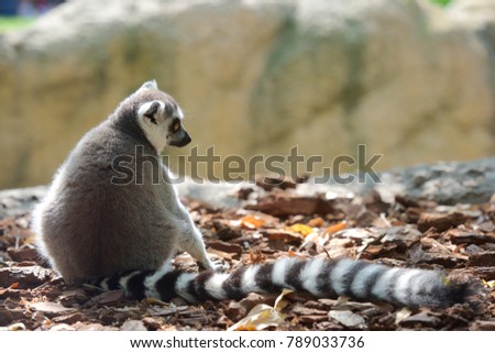Ring-tailed Lemur resting in a forest. Animal photographed in captivity. Valencia, Spain.
