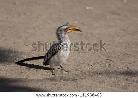 Yellow billed hornbill scouring the sand for food