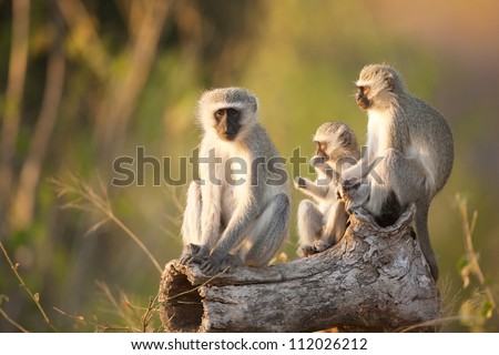 Three Cape Vervet Monkeys in the sun