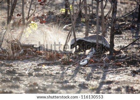 Honey Badger digging in a burnt field
