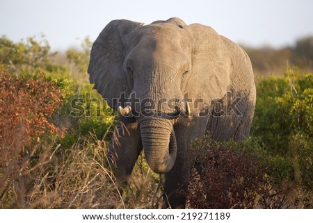 Elephant in the Morning light
