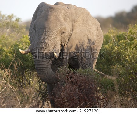 Elephant in the Morning light