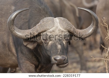 Buffalo in the way, standing on a dirt road