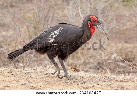Southern Ground Hornbill on the ground