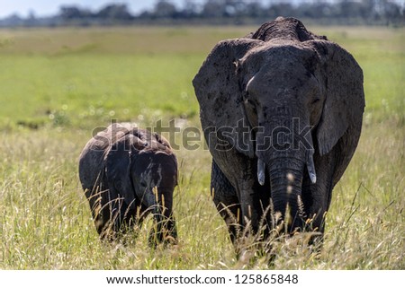 African elephant mother and child in the savannah of Africa