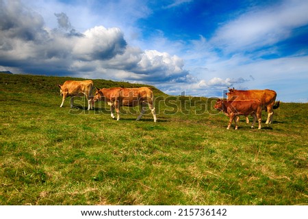 Rural mountain landscape with cows herd