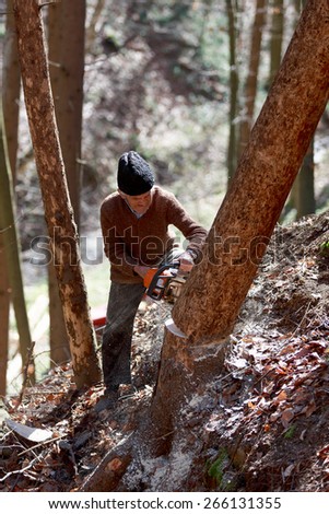 Old man cutting trees using a chainsaw in the forest