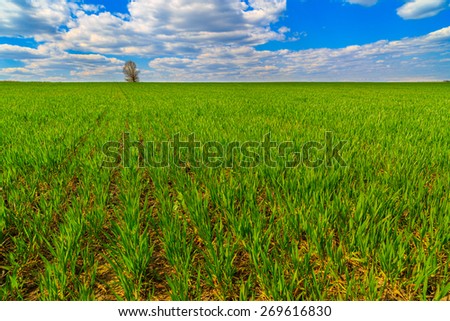 isolated tree in a field of wheat