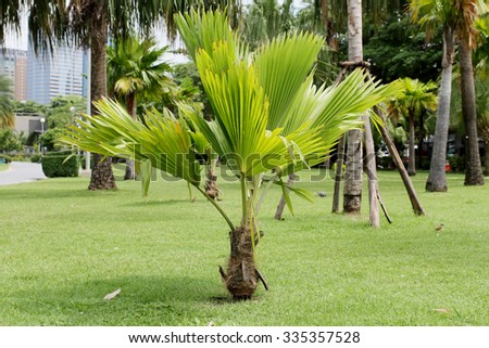 Small palm trees also need well-maintained.