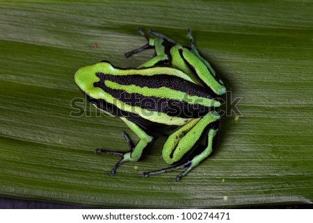 striped poison dart frog sitting on green leaf in Amazon rain forest Cute poisonous pet animal in terrarium