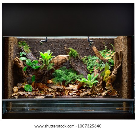 Terrarium to keep tropical jungle animals such as lizards and poison dart frogs. Glass tank with decoration for rain forest  pet animal.