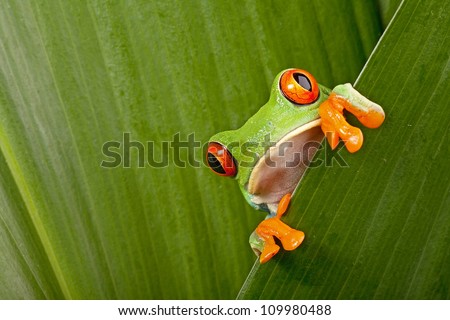 red eyed tree frog peeping curiously between green leafs in rainforest Costa Rica curious cute night animal tropical exotic amphibian