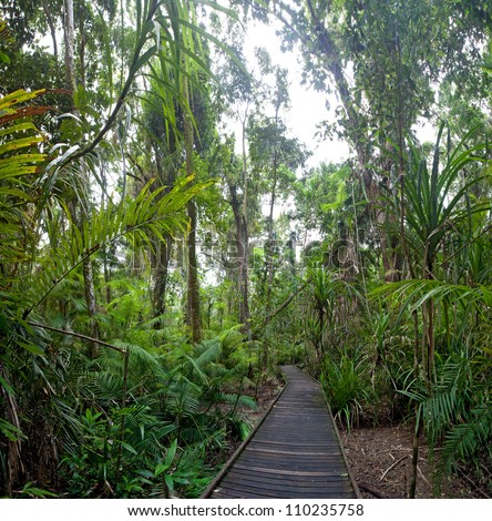 trail in tropical rainforest Cape Tribulation AUstralia, ancient rain forest exploration hiking in wilderness