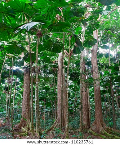 rainforest trees at tropical rain forest Cape Tribulation in Queensland Australia, lush jungle with fan palm tree