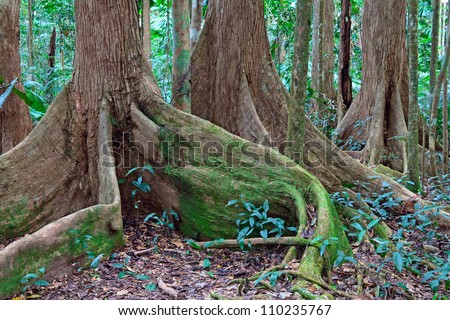 tree roots at tropical rainforest queensland Australia, Cape tribulation ancient rain forest
