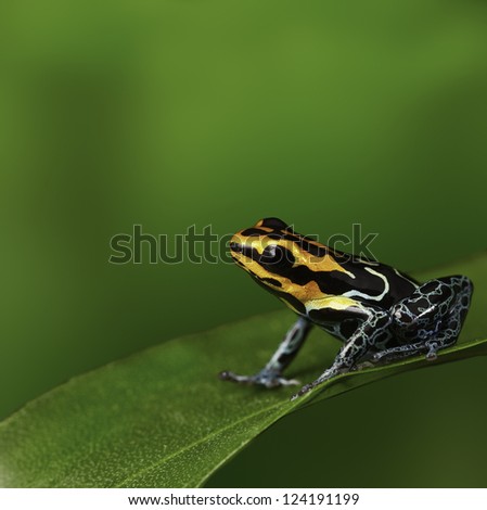 Amazon frog in tropical rain forest Peru poison arrow frog or dartfrog with bright vivid colors