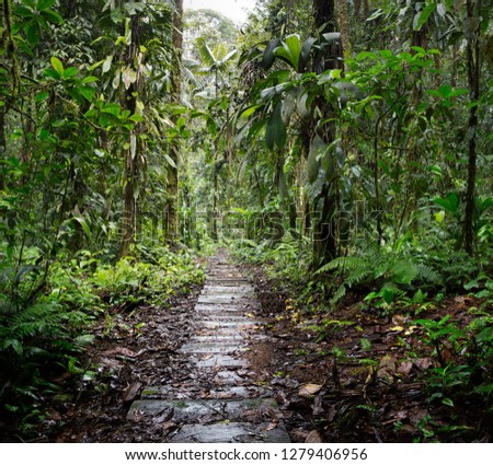 wooden trail in the Amazon rain forest of Colombia. A path through the rainforest between the lush green jungle vegetation. Adventure tourism