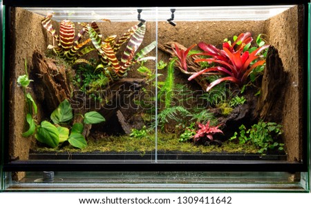 tropical rain forest terrarium. Pet tank vivarium for exotic frogs, lizards or gecko