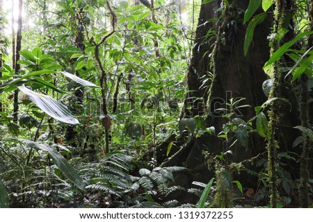 Tropical Amazon rain forest Colombia, lush vegetation after the rain an exotic rainforest with big trees