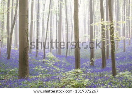 early morning light spring forest with violet blue bells in the foggy mist. These wild flowers cover the floor of the woods with a carpet of color.. Bluebells are beautiful wildflowers.
