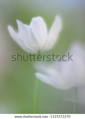 Spirit of a wood anemone. A beautiful white wild flower minimalism in soft focus.. Purity and fragility in wildflower with dreamy bokeh background