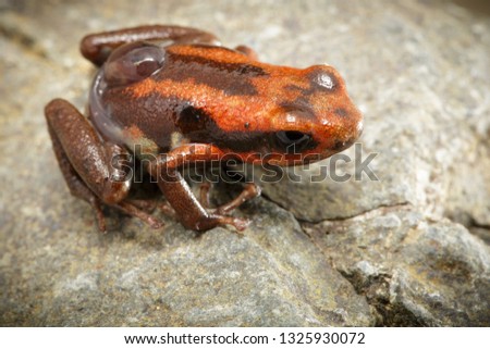 poison dart frog with tadpole on its back, Andinobates bombetes. A small poison frog from the rain forest of Colombia