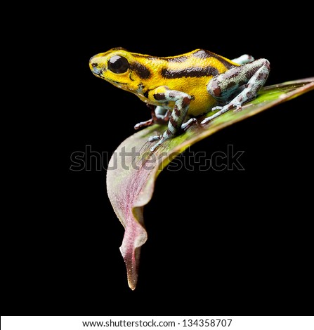 Poison dart frog from Panama rain forest. This exotic amphibian has many color variations, this yellow morph of the strawberry frog or Oophaga pumilio lives near Rambala in the Panamanian rainforest.
