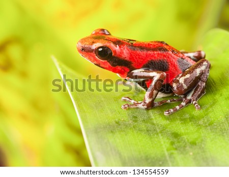 red strawberry poison dart frog tropical amphibian from jungle of Panama. These rain forest animals are poisonous pets kept in a terrarium.