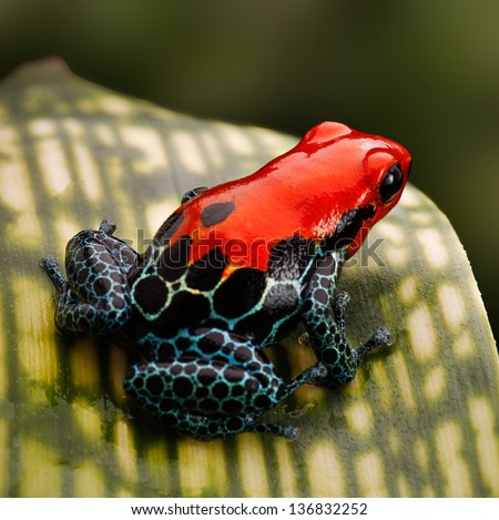 Red Poison Dart Frog. Tropical Amphibian From Peru Rain Forest, A Red Morph Of Ranitomeya Amazonica (Arena Blanca) These Animal Are Often Kept As Exotic Pet In A Terrarium.
