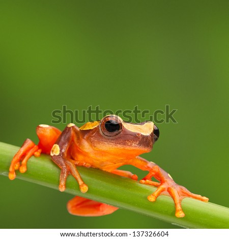red tree frog climbing in Amazon rain forest. Small amphibian with big eyes, Dendropsophus leucophyllatus from tropical jungle of Peru, Brazil, Bolivia, Colombia and Ecuador