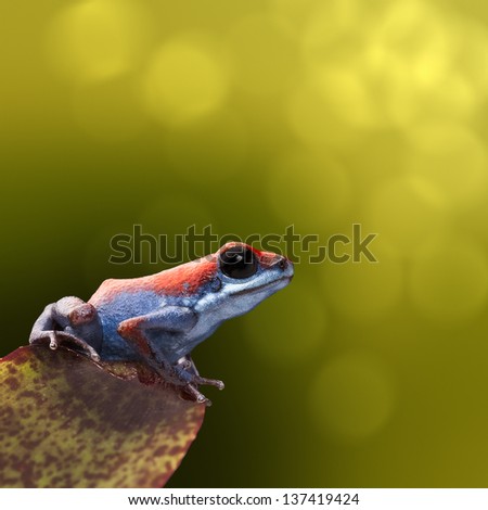 Strawberry poison dart frog, Oophaga pumilio from the little island Escudo in the Bocas Del Toro achipelago Panama. Beautiful small amphibian bright and blue Vibrant nature background with copy space.