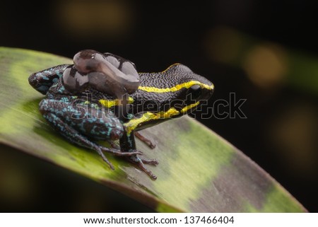 poison dart frog with tadpoles on back. Parental care in poison arrow frogs where the male carries tadpole Hyloxalus azureiventris tropical animal from Amazon rain forest kept as pet animal terrarium