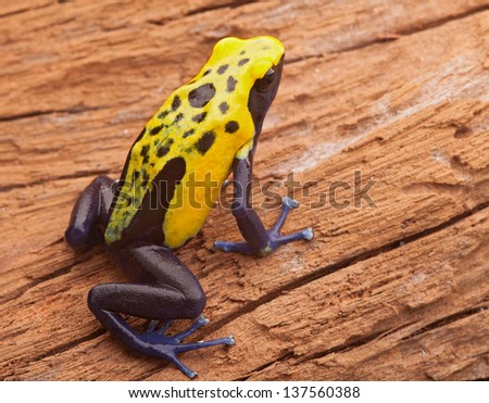 Yellow poison dart frog, Dendrobates tinctorius Citronella. Beautiful small amphibian from tropical rain forest in Suriname. These animals live Amazon jungle and are often kept in a jungle terrarium.