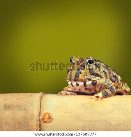 Pacman frog or toad, South American horned frogs Ceratophrys ornata Tropical rain forest animal living in Amazon rainforest of Brazil Argentina  paraguay exotic pet animal green background copyspace
