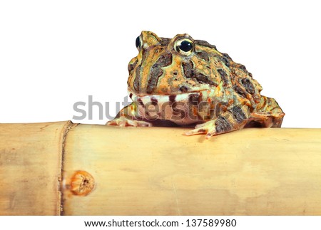 Pacman frog or toad isolated, South American horned frogs Ceratophrys ornata   Tropical rain forest animal in Amazon rainforest of Brazil Argentina and paraguay kept as exotic pet animal