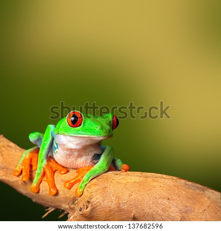Red Eyed Treefrog, From Costa Rica Tropical Rainforest. This Vibrant Tree Frog Is Often Kept As An Exotic Amphibian Pet Animal In A Rain Forest Terrarium Background With Copy Space