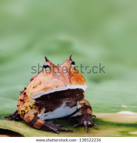 Pacman frog or toad, South American horned frogs Ceratophrys cornuta Tropical rain forest animal living in the Amazon rainforest of Brazil Suriname kept as exotic pet animal