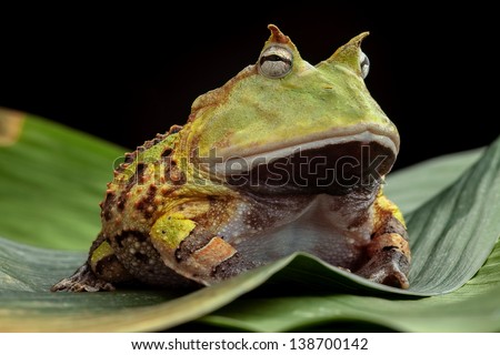 Pacman frog or toad, South American horned frogs Ceratophrys cornuta Tropical rain forest animal living in the Amazon rainforest of Brazil Suriname kept as exotic pet animal