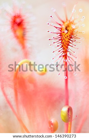 sundew drosera intermedia carnivorous plant living in nutrient poor wetlands these plants are eating insects sticky droplets catch the insect narrow DOF