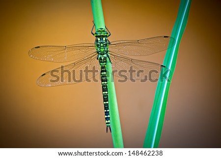 dragonfly Aeshna cyanea green hawker dragon fly a European large insect predator beautiful small animal