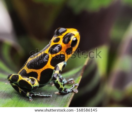 poison arrow frog on leaf in Amazon rain forest. Poison dart frog Ranitomeya imitator from Jungle in Peru. Tropical exotic pet animal. Cute amphibian kept as a tropical and exotic pet in a terrarium.