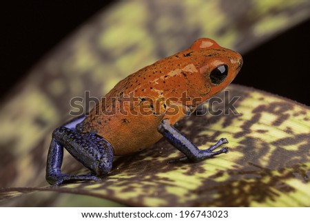 red and blue frog form Costa Rica Dendrobates pumilio Guapiles (blue jeans)