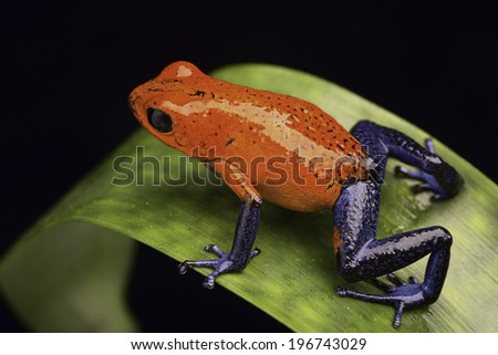frog from the tropical rain fortest of Costa Rica Dendrobates pumilio Guapiles (blue jeans) or strawberry poison arrow frog