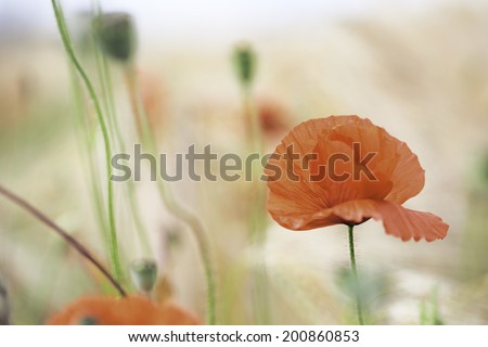 red poppy wildflower, these field flowers are the symbol of veterans day and grow in Flanders fields. Flower background with poppies growing between the corn.